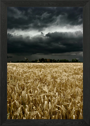 Campo grano con una - un,